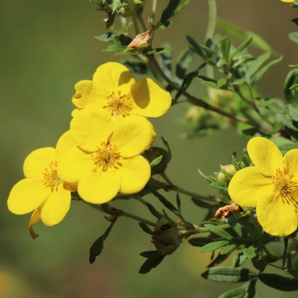 问鼎娱乐21点游戏