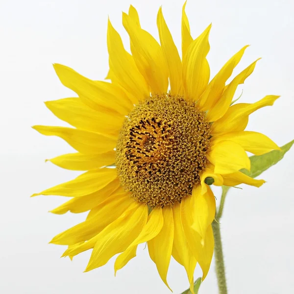 问鼎娱乐百家乐游戏